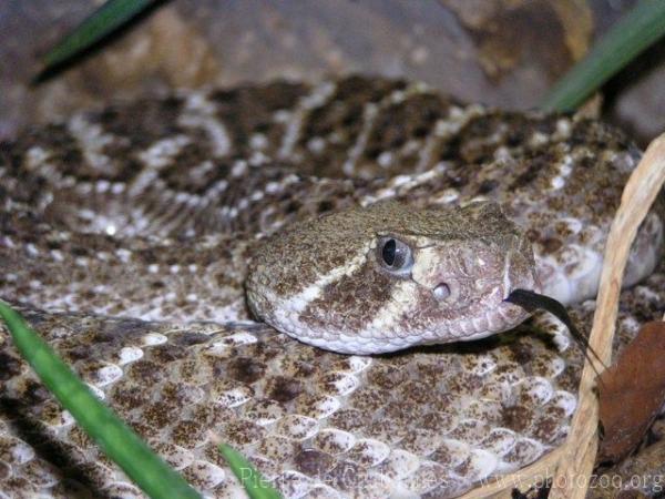 Western diamondback rattlesnake