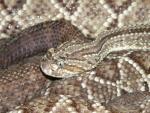 Cascabel rattlesnake