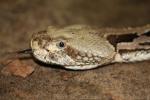 Timber rattlesnake *