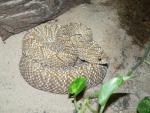 Uracoan rattlesnake