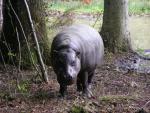 Pygmy hippopotamus