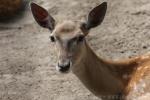 Persian fallow deer