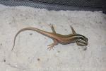 Borneo skink