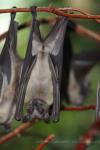 Straw-coloured fruit bat