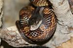 Western ratsnake