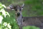 Tufted deer