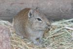 Muenster yellow-toothed cavy