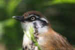 Lesser necklaced laughingthrush