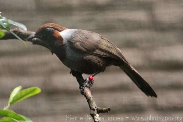 White-necked laughingthrush