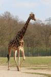 Northern giraffe