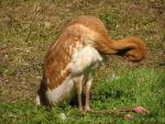 Siberian crane