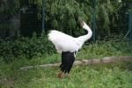 Siberian crane