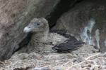 Bearded vulture