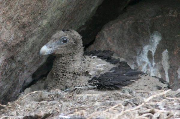 Bearded vulture