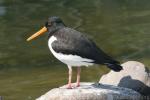 Eurasian Oystercatcher