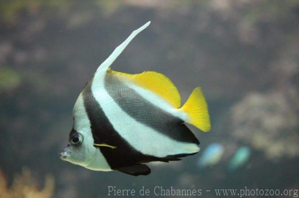 Pennant coralfish