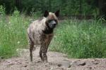 Striped hyena