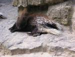 Indian crested porcupine