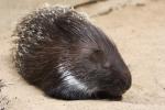 Indian crested porcupine