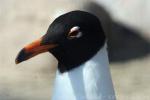 Mediterranean gull