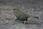 Grey-cheeked liocichla