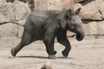 East-African elephant