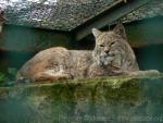 Bobcat