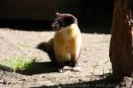 Yellow-throated marten