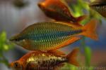 Lake Tebera rainbowfish