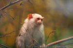 Silvery marmoset