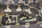 Carpet Python