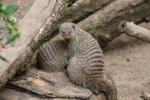 Banded mongoose