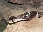 Indian cobra