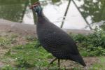 Helmeted guineafowl