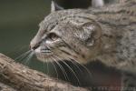 Geoffroy's Cat