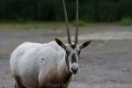 Arabian oryx