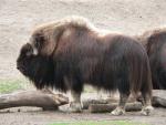 Alaskan musk-ox