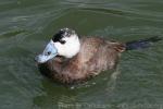 White-headed duck