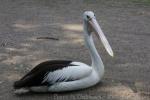 Australian pelican