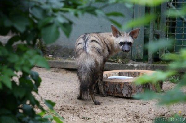 Aardwolf