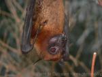 Indian flying fox