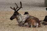 Eurasian tundra reindeer