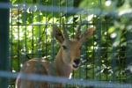 Southern mountain reedbuck