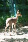 Southern mountain reedbuck