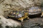 Black wood turtle