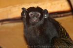 Red-handed tamarin