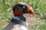 King Vulture