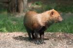 Bush dog