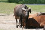 Forest buffalo