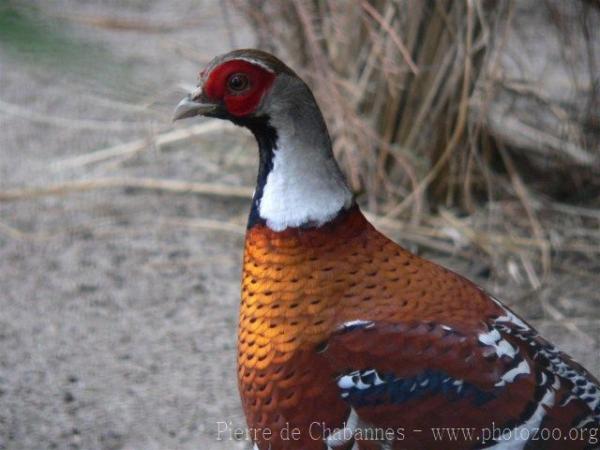 Elliot's pheasant